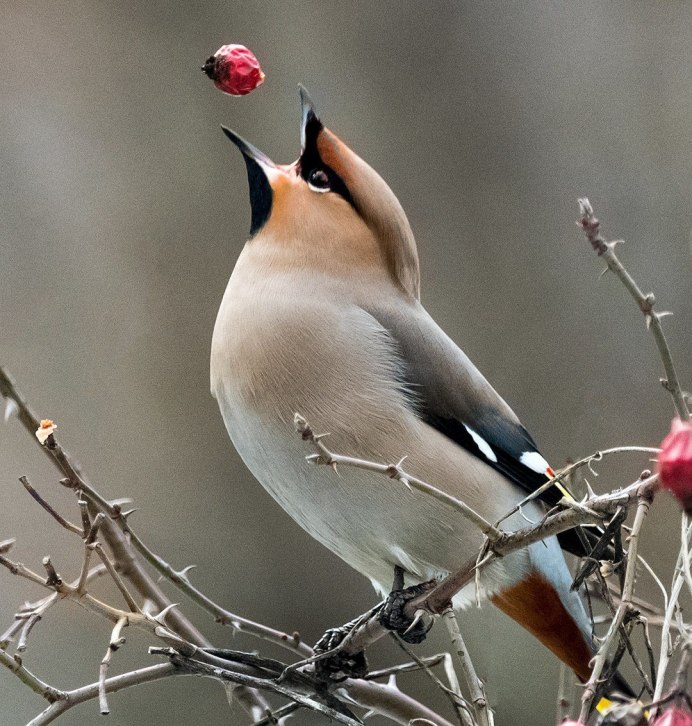 Птица похожая на снегиря с хохолком