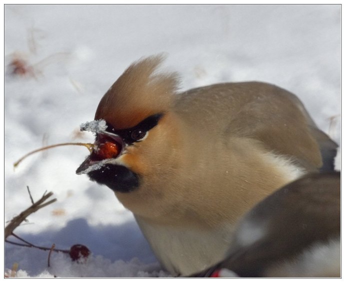 Синица хохлатая птица