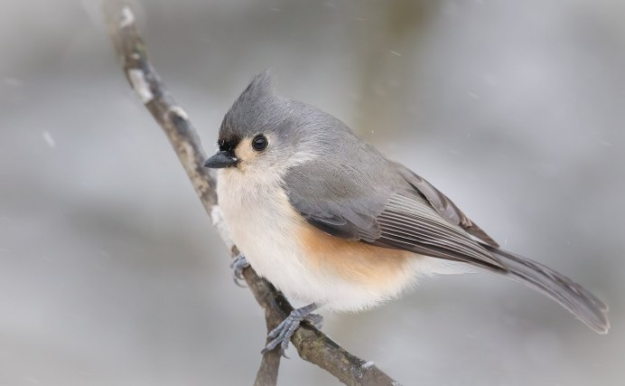 Tufted Titmouse птица