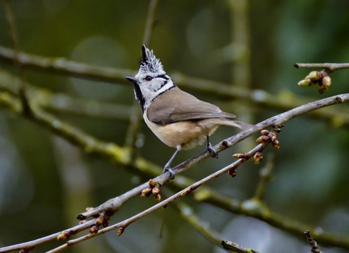 Лазоревка серая