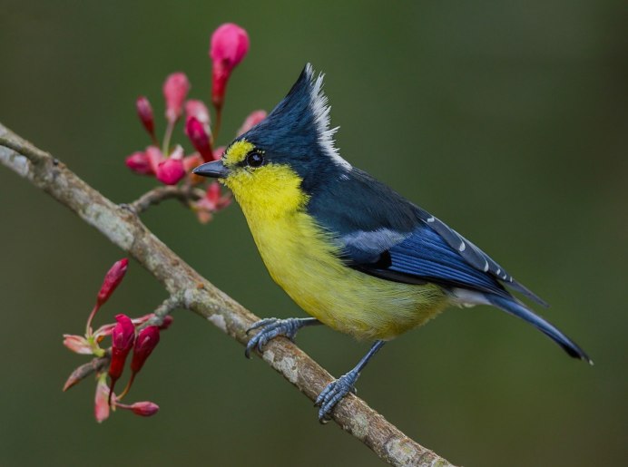 Tufted Titmouse птица