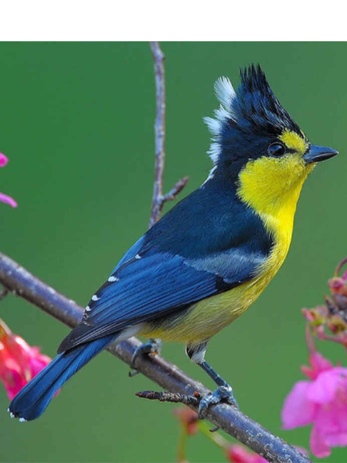 Птичка синица хохлатая