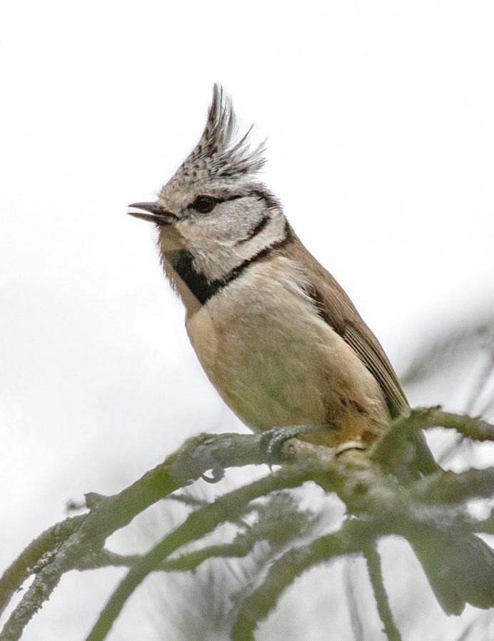 ТИТМАУС серая птичка фото