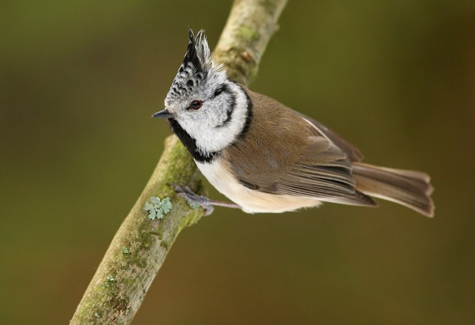 Клест свиристель