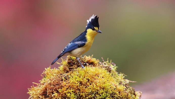 Tufted Titmouse птица