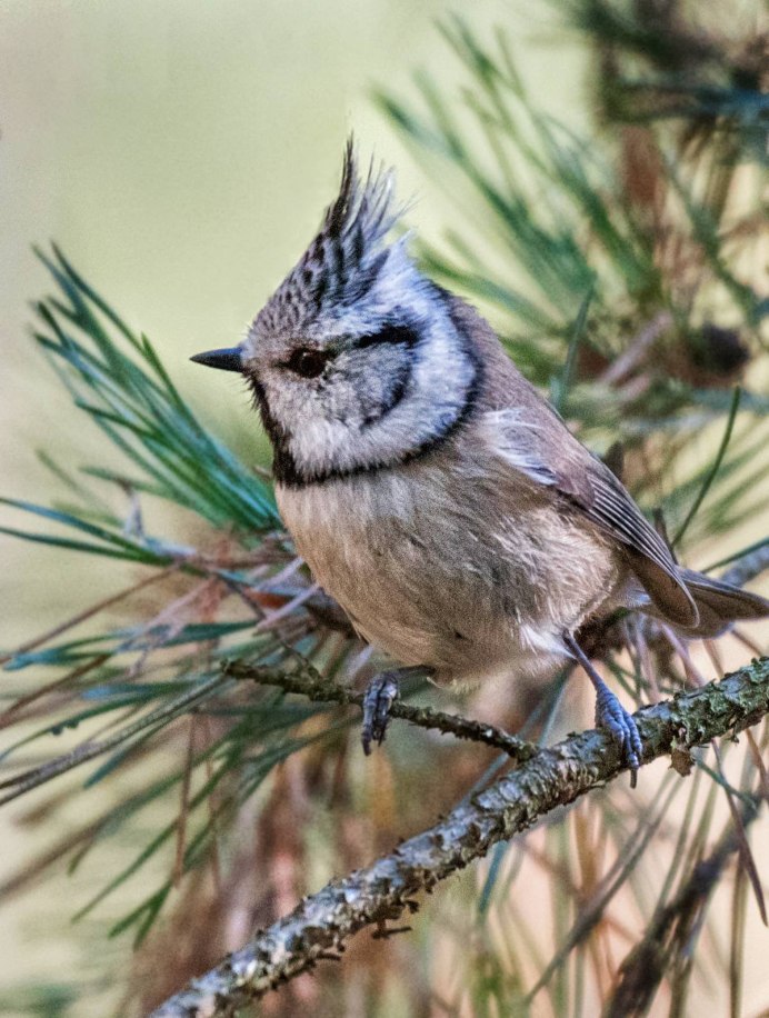 Хохлатая синица ТИТМАУС
