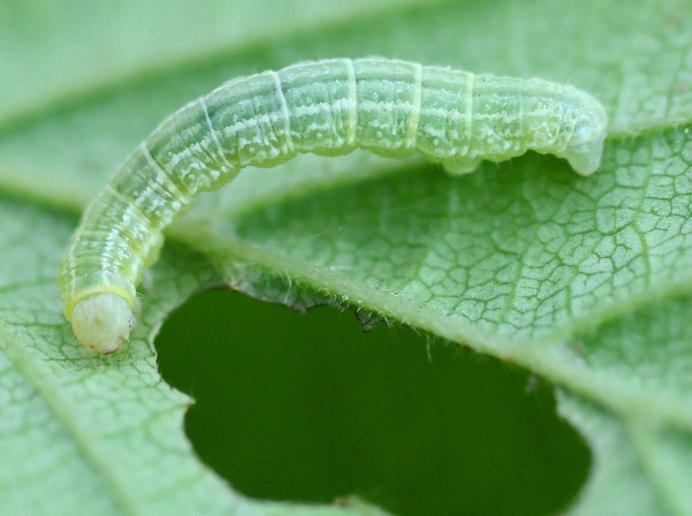 Operophtera brumata