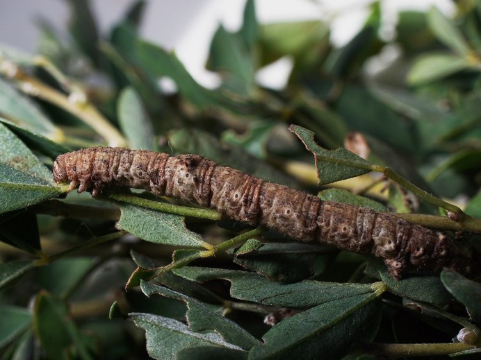 Angle Shades Moth Caterpillar