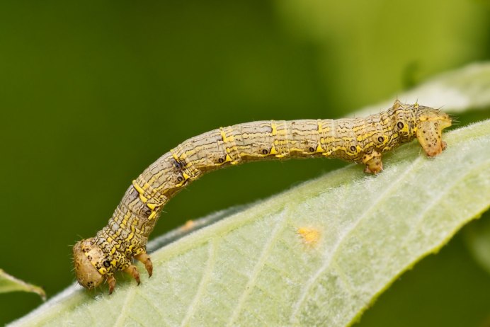 Colotois pennaria
