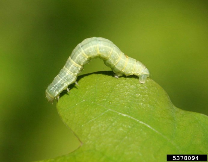 Operophtera brumata гусеница