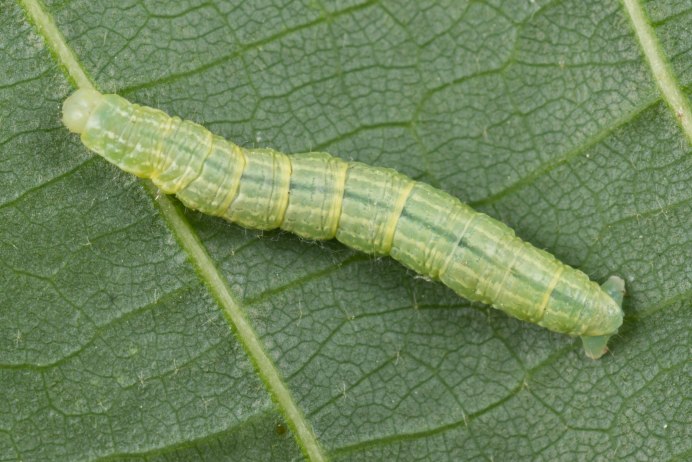 Operophtera brumata гусеница