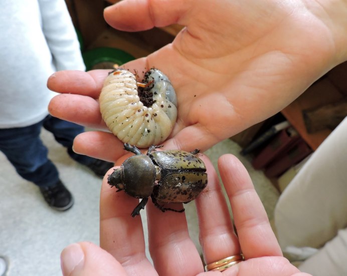 Зофобас Морио