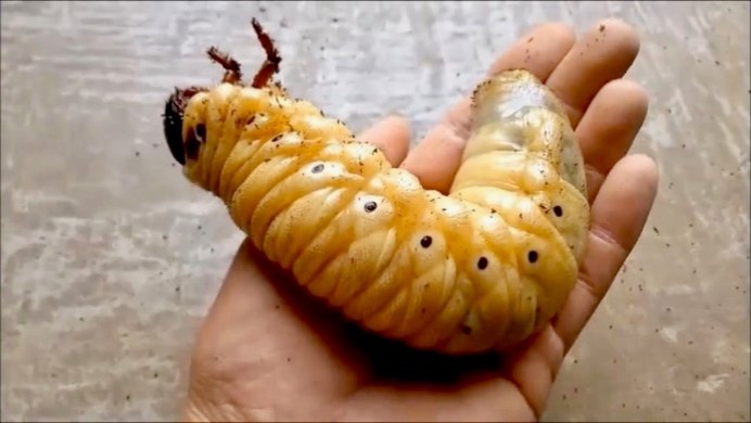 Жук Геркулес личинка гигантская