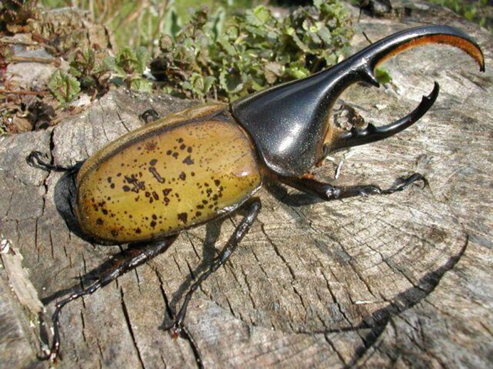 Жук носорог Геркулес