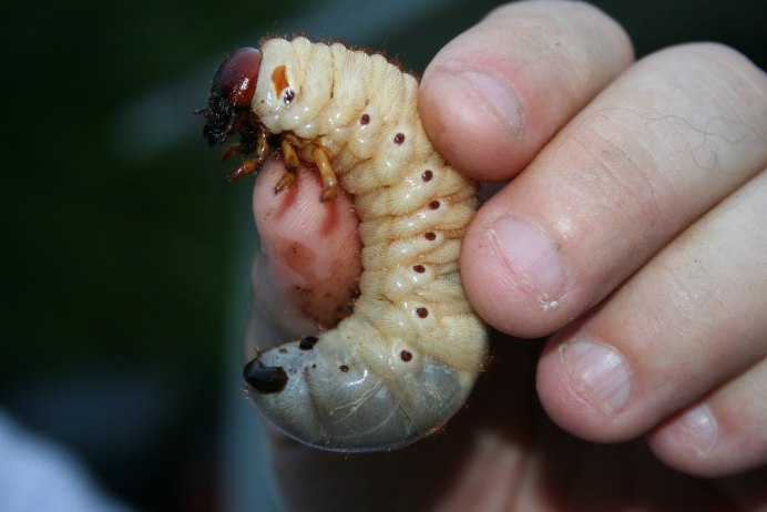 Жук Геркулес личинка в жука