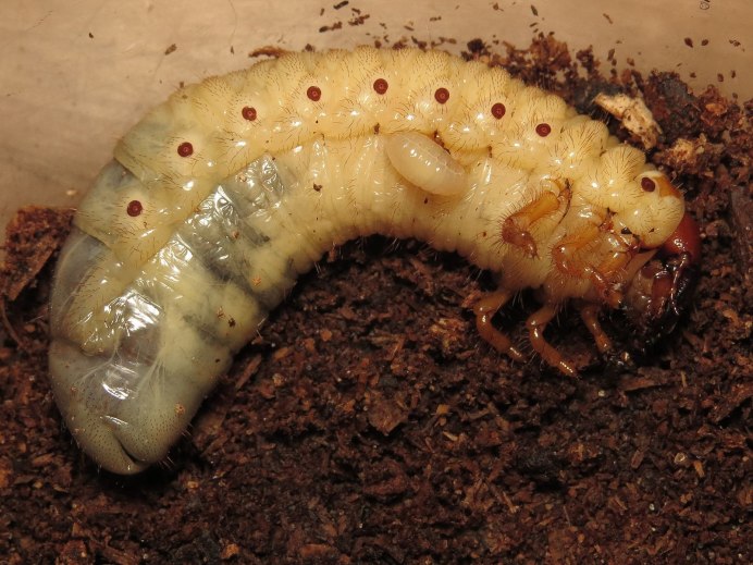 Жук Геркулес