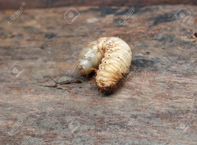 Самая большая личинка в мире