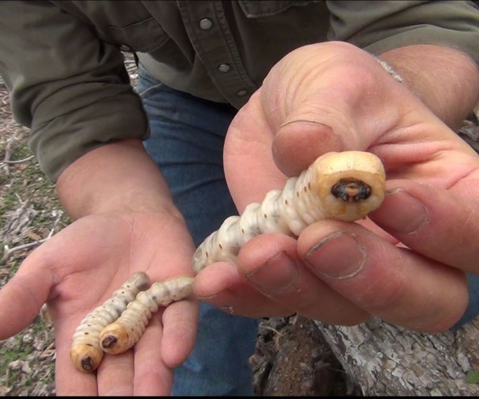 Жук дровосек Титан личинка