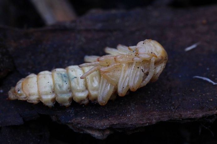 Жук Геркулес