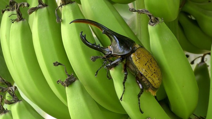 Жук Геркулес с разных ракурсов