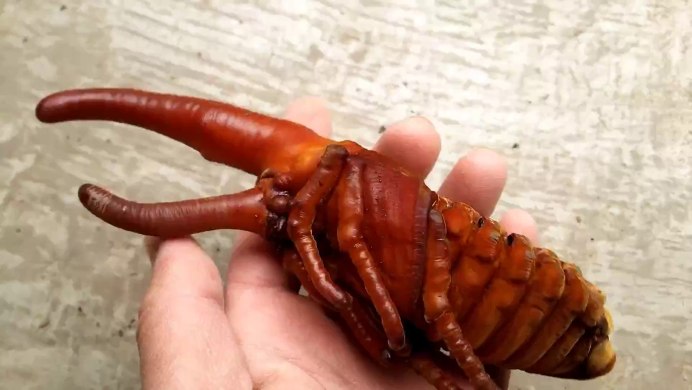 Жук Геркулес личинка гигантская