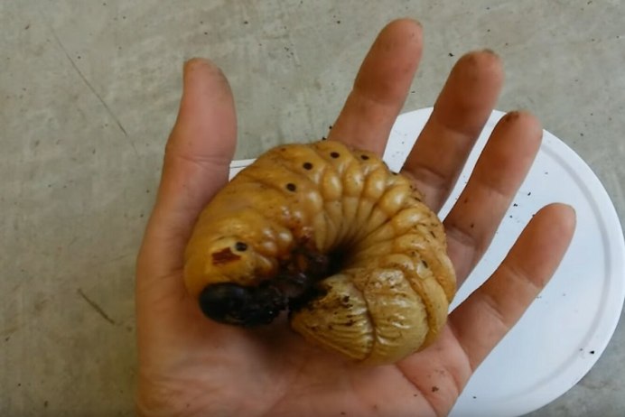 Жук дровосек Титан личинка