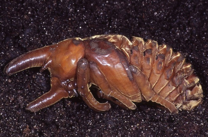 Жук Геркулес самка