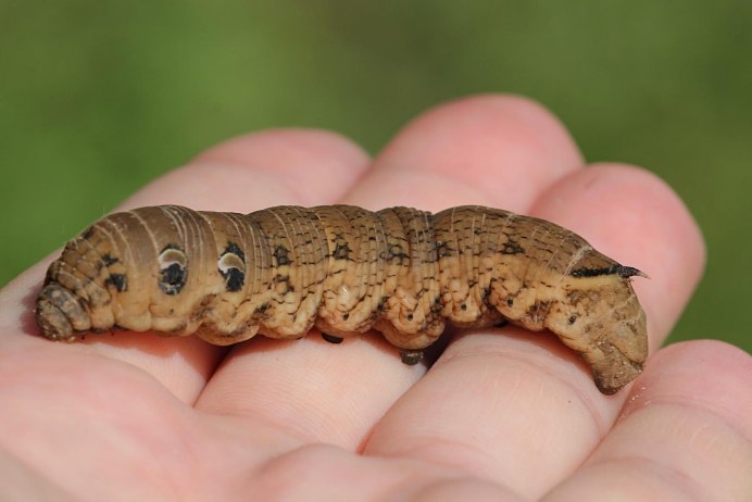 Жук Геркулес в Южной Америке