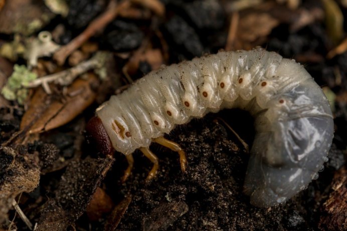 Жук носорог Голиаф