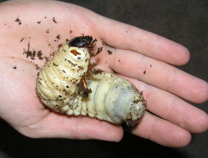 Жук Геркулес самец