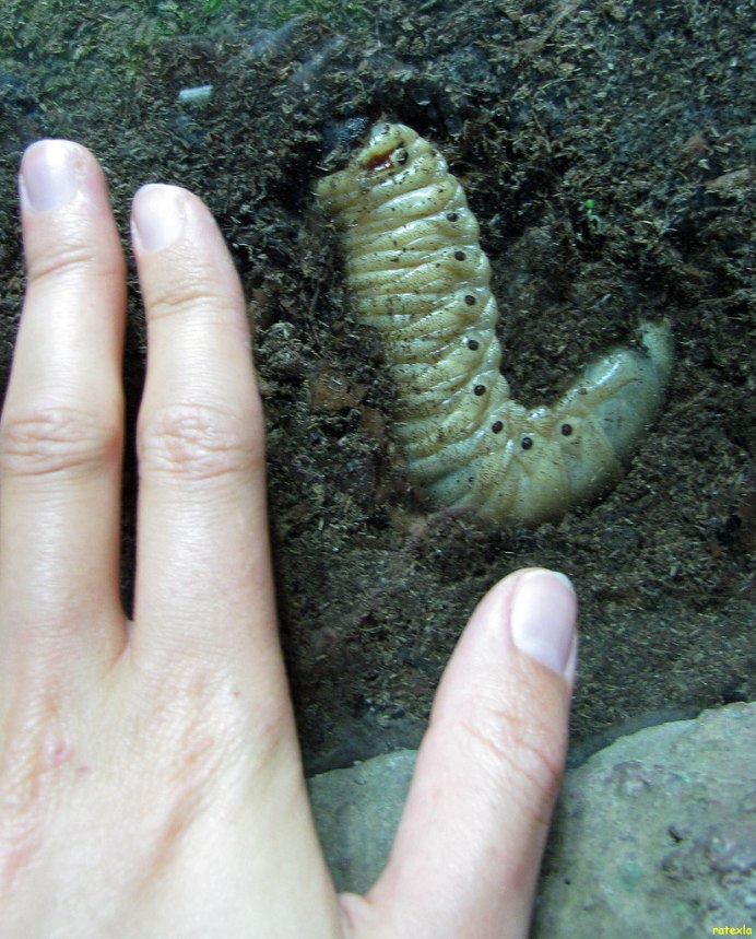 Личинка и куколка жука носорога