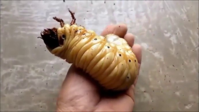 Личинка майского жука и медведки