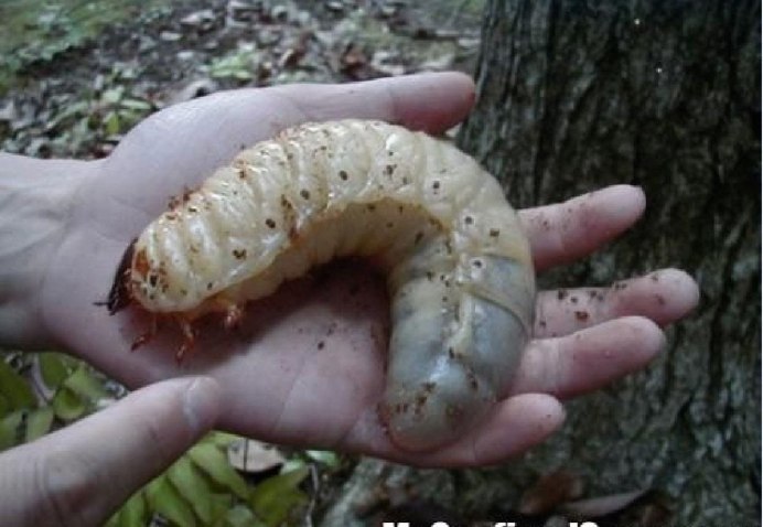 Личинка жука Голиафа на белом фоне