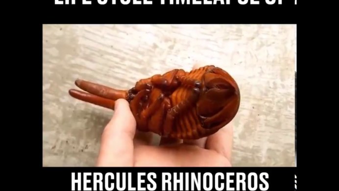 Личинка жука носорога большая