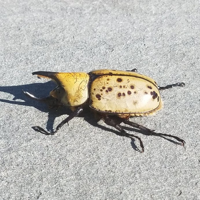 Жук Геркулес