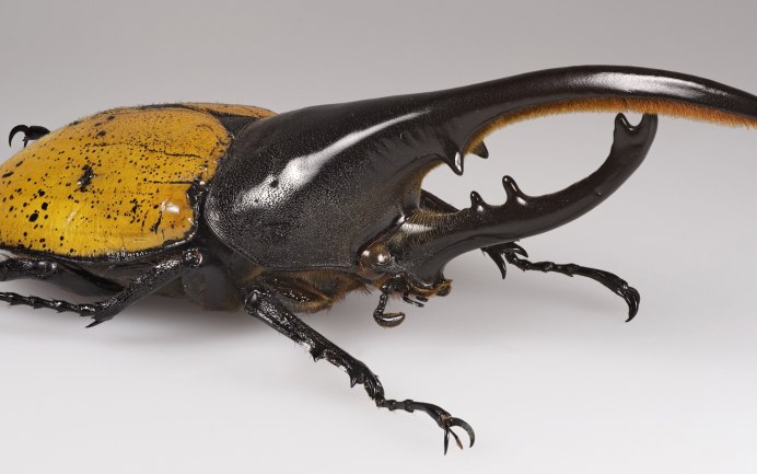 Жук Геркулес самец