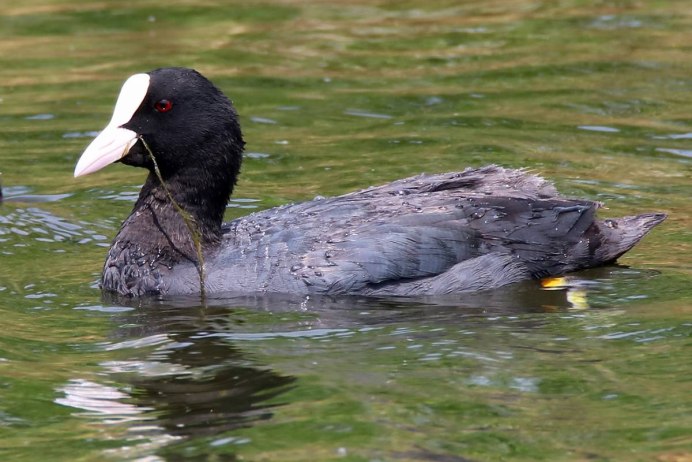 Лысуха (Fulica atra)