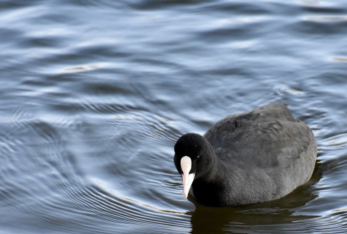 Лысуха (Fulica atra)