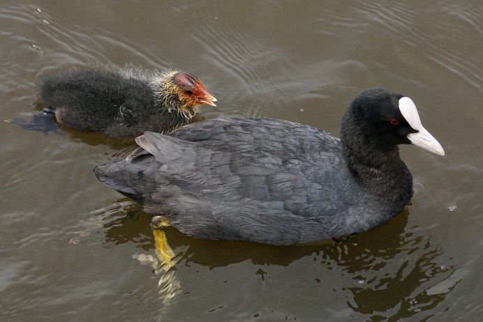Лысуха (Fulica atra)