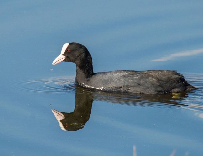 Лысуха – Fulica atra (l., 1758)