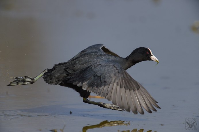 Лысуха – Fulica atra (l., 1758)