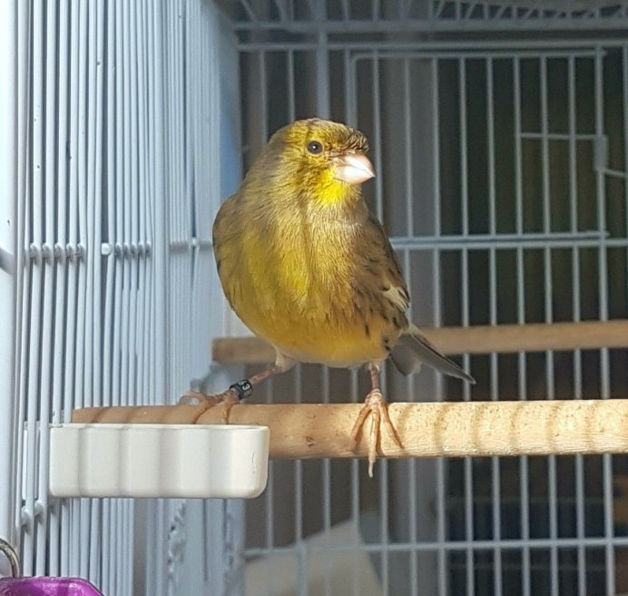 Пение кенара