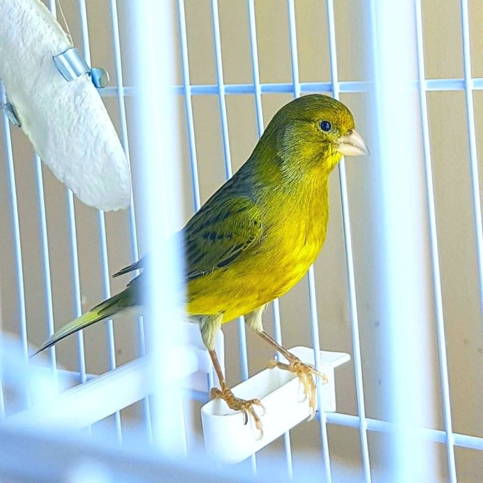 Тимбрадос канарейка