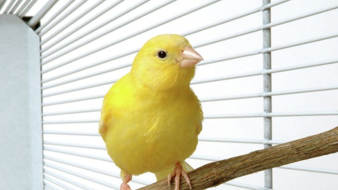 Канарейка уличная