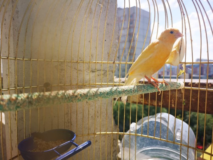 Канарейка содержание и уход в домашних условиях