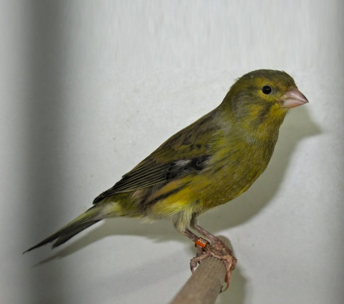 Кенар испанский тимбрадос