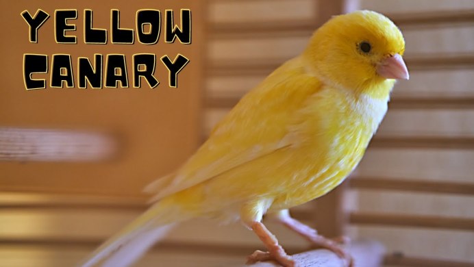 Краснофакторная канарейка