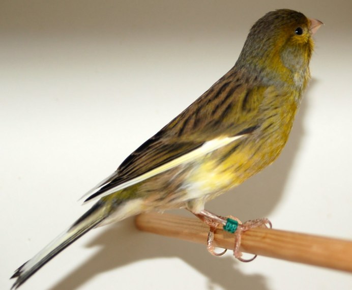 Ну ка, канарейка