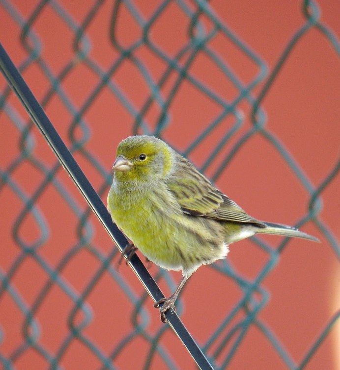 Кенар испанский тимбрадос