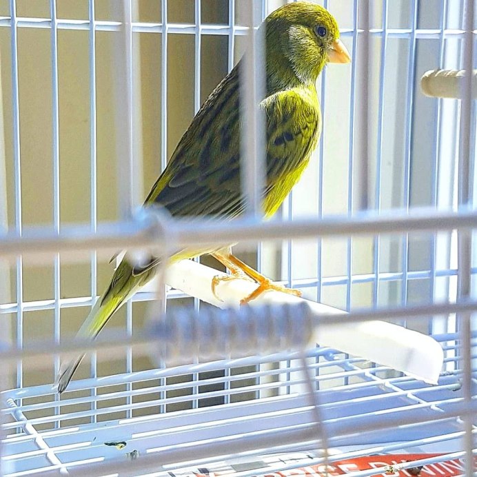 Канарейка еврейка